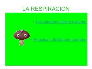 LA RESPIRACION Las plantas utilizan oxigeno Expulsan dióxido de carbono 
