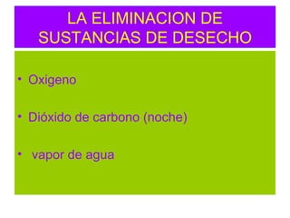 LA ELIMINACION DE SUSTANCIAS DE DESECHO Oxigeno Dióxido de carbono (noche) vapor de agua 