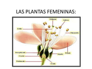 LAS PLANTAS FEMENINAS:

 