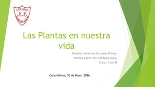 Las Plantas en nuestra
vida
Nombre: Valentina Cisternas Chávez
Profesora jefe: Patricia Rojas Ayala
Curso: 3 año B
Curanilahue, 30 de Mayo, 2016
 