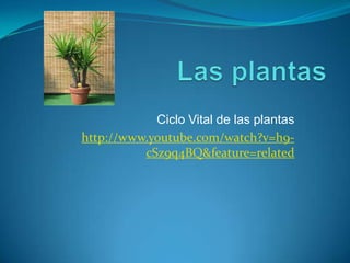 Las plantas Ciclo Vital de las plantas http://www.youtube.com/watch?v=h9-cSz9q4BQ&feature=related 