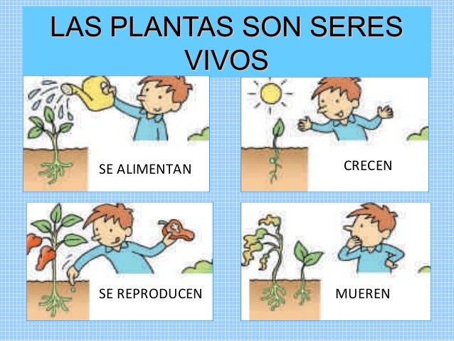 Las plantas para niños
