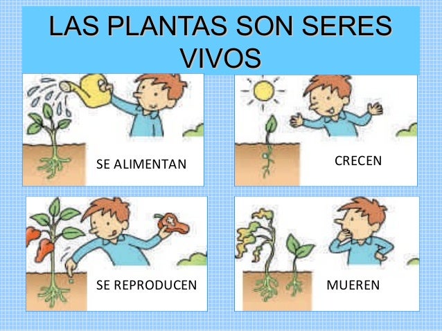 plantas son seres vivos se alimentan se reproducen crecen mueren plantas son seres vivos se alimentan se reproducen crecen mueren