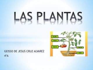 GEISSO DE JESUS CRUZ ALVAREZ
4ºA