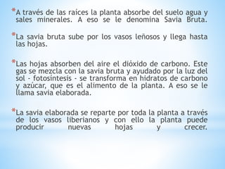*A través de las raíces la planta absorbe del suelo agua y
sales minerales. A eso se le denomina Savia Bruta.
*La savia bruta sube por los vasos leñosos y llega hasta
las hojas.
*Las hojas absorben del aire el dióxido de carbono. Este
gas se mezcla con la savia bruta y ayudado por la luz del
sol - fotosíntesis - se transforma en hidratos de carbono
y azúcar, que es el alimento de la planta. A eso se le
llama savia elaborada.
*La savia elaborada se reparte por toda la planta a través
de los vasos liberianos y con ello la planta puede
producir nuevas hojas y crecer.