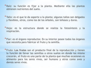 *Raíz: su función es fijar a la planta. Mediante ella las plantas
obtienen nutrientes del suelo.
*Tallo: es el que le da soporte a la planta; algunos tallos son delgados
y flexibles, otros, como los de los árboles, son leñosos y duros.
*Hoja: es la estructura donde se realiza la fotosíntesis y la
respiración.
*Flor: es el órgano reproductor. En su interior posee todos los órganos
que necesita para fabricar el fruto y la semilla.
*Fruto: Los frutos son el producto final de la reproducción y tienen
la función de llevar las semillas a otros suelos en donde los mismo
crecerán, el fruto es una parte de la planta que muchas ocasiones es
alimento para los seres vivos, ser humano y otros como aves y
demás seres vivos.