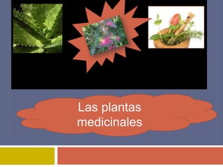 Las plantas medicinales 