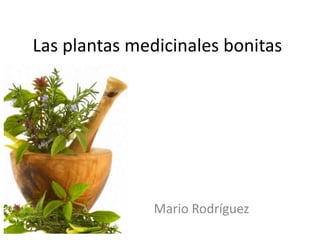 Las plantas medicinales bonitas

Mario Rodríguez

 