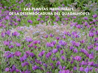 LAS PLANTAS MEDICINALES
DE LA DESEMBOCADURA DEL GUADALHORCE
 