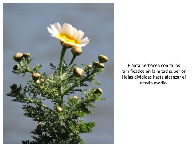 Las Plantas Medicinales De La Desembocadura Del Guadalhorce