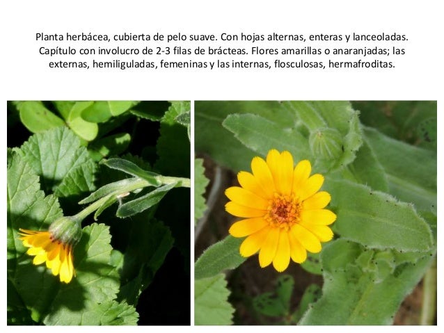 Las Plantas Medicinales De La Desembocadura Del Guadalhorce