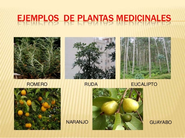 Resultado de imagen para planta medicinal