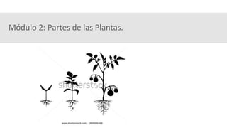 Módulo 2: Partes de las Plantas.
 