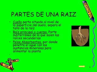 PARTES DE UNA RAIZ
• Cuello parte situada al nivel de
la superficie del suelo, separa el
tallo de la raíz
• Raíz principal o cuerpo. Parte
subterránea de la que salen las
raíces secundarias
• Pelos Absorbentes, por donde
penetra el agua con las
sustancias minerales para
alimentar la planta.
•
4
 