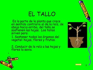 EL TALLO
Es la parte de la planta que crece
en sentido contrario al de la raíz, de
abajo hacia arriba, del tallo se
sostienen las hojas. Los tallos
sirven para:
1. Sostener todos los órganos del
vegetal: hojas, flores y frutos.
2. Conducir de la raíz a las hojas y
flores la savia.
• .
5
 