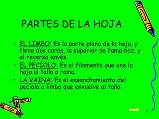 PARTES DE LA HOJA
• EL LIMBO: Es la parte plana de la hoja, y
tiene dos caras, la superior se llama haz, y
el reverso envés.
• EL PECÍOLO: Es el filamento que une la
hoja al tallo o rama.
• LA VAINA: Es el ensanchamiento del
pecíolo o limbo que envuelve al tallo.
6
 