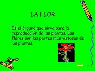 LA FLOR
• Es el órgano que sirve para la
reproducción de las plantas. Las
flores son las partes más vistosas de
las plantas.
7
 