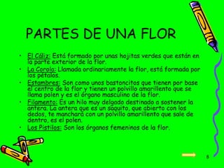 PARTES DE UNA FLOR
• El Cáliz: Está formado por unas hojitas verdes que están en
la parte exterior de la flor.
• La Corola: Llamada ordinariamente la flor, está formada por
los pétalos.
• Estambres: Son como unos bastoncitos que tienen por base
el centro de la flor y tienen un polvillo amarillento que se
llama polen y es el órgano masculino de la flor.
• Filamento: Es un hilo muy delgado destinado a sostener la
antera. La antera que es un saquito, que abierto con los
dedos, te manchará con un polvillo amarillento que sale de
dentro, es el polen.
• Los Pistilos: Son los órganos femeninos de la flor.
8
 