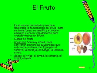 El Fruto
• Es el ovario fecundado y maduro.
Realizada la fecundación del óvulo, ésta
se transforma en semilla y el ovario
empieza a crecer rápidamente para
transformarse en fruto.
• Clases de fruto
• Carnosos: Son muy útiles, pues
contienen sustancias azucaradas que
refrescan y alimentan. Ejemplo: el
tomate, la naranja, el mango, la lechosa,
otros.
• Secos: el trigo, el arroz, la caraota, el
fríjol, el maíz.
9
 