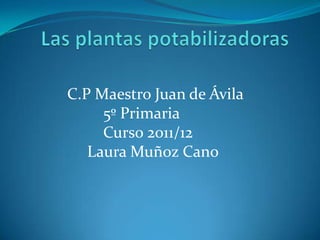 C.P Maestro Juan de Ávila
     5º Primaria
     Curso 2011/12
   Laura Muñoz Cano
 