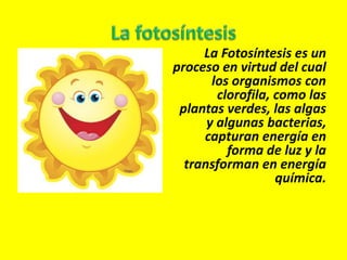 La Fotosíntesis es un
proceso en virtud del cual
los organismos con
clorofila, como las
plantas verdes, las algas
y algunas bacterias,
capturan energía en
forma de luz y la
transforman en energía
química.
 
