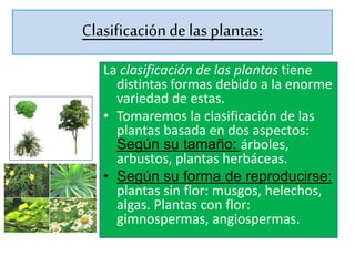 Clasificacióndelas plantas:
La clasificación de las plantas tiene
distintas formas debido a la enorme
variedad de estas.
• Tomaremos la clasificación de las
plantas basada en dos aspectos:
Según su tamaño: árboles,
arbustos, plantas herbáceas.
• Según su forma de reproducirse:
plantas sin flor: musgos, helechos,
algas. Plantas con flor:
gimnospermas, angiospermas.
 