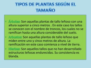 Son aquellas plantas de tallo leñoso con una
altura superior a cinco metros . En este caso los tallos
se conocen con el nombre de troncos, los cuales no se
ramifican hasta una altura considerable del suelo.
Son aquellas plantas de tallo leñoso que
miden entre uno y cinco metros de altura. La
ramificación en este caso comienza a nivel de tierra.
Son aquellos tallos que no han desarrollado
estructuras leñosas endurecidas. Su consistencia es
blanda.
 