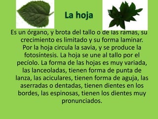 Es un órgano, y brota del tallo o de las ramas, su
    crecimiento es limitado y su forma laminar.
     Por la hoja circula la savia, y se produce la
      fotosíntesis. La hoja se une al tallo por el
   pecíolo. La forma de las hojas es muy variada,
     las lanceoladas, tienen forma de punta de
  lanza, las aciculares, tienen forma de aguja, las
    aserradas o dentadas, tienen dientes en los
   bordes, las espinosas, tienen los dientes muy
                     pronunciados.
 