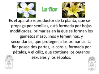 Es el aparato reproductor de la planta, que se
 propaga por semillas, está formada por hojas
modificadas, primarias en la que se forman los
       gametos masculinos y femeninos, y
 secundarias, que protegen a las primarias. La
 flor posee dos partes, la corola, formada por
  pétalos, y el cáliz, que contiene los órganos
             sexuales y los sépalos.
 