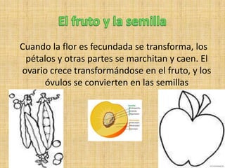 Cuando la flor es fecundada se transforma, los
 pétalos y otras partes se marchitan y caen. El
ovario crece transformándose en el fruto, y los
     óvulos se convierten en las semillas
 