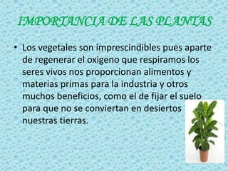 IMPORTANCIA DE LAS PLANTAS
• Los vegetales son imprescindibles pues aparte
  de regenerar el oxigeno que respiramos los
  seres vivos nos proporcionan alimentos y
  materias primas para la industria y otros
  muchos beneficios, como el de fijar el suelo
  para que no se conviertan en desiertos
  nuestras tierras.
 