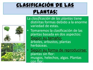 Clasificación de las
      plantas:
   La clasificación de las plantas tiene
     distintas formas debido a la enorme
     variedad de estas.
   • Tomaremos la clasificación de las
     plantas basada en dos aspectos:
     Según su tamaño:
     árboles, arbustos, plantas
     herbáceas.
   • Según su forma de reproducirse:
     plantas sin flor:
     musgos, helechos, algas. Plantas
     con flor:
     gimnospermas, angiospermas.
 