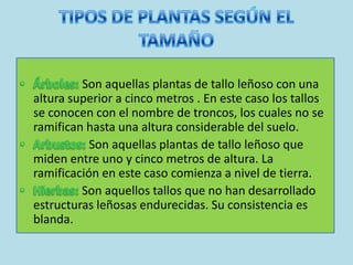 Son aquellas plantas de tallo leñoso con una
altura superior a cinco metros . En este caso los tallos
se conocen con el nombre de troncos, los cuales no se
ramifican hasta una altura considerable del suelo.
           Son aquellas plantas de tallo leñoso que
miden entre uno y cinco metros de altura. La
ramificación en este caso comienza a nivel de tierra.
         Son aquellos tallos que no han desarrollado
estructuras leñosas endurecidas. Su consistencia es
blanda.
 