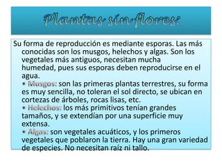 Su forma de reproducción es mediante esporas. Las más
  conocidas son los musgos, helechos y algas. Son los
  vegetales más antiguos, necesitan mucha
  humedad, pues sus esporas deben reproducirse en el
  agua.
             son las primeras plantas terrestres, su forma
  es muy sencilla, no toleran el sol directo, se ubican en
  cortezas de árboles, rocas lisas, etc.
               los más primitivos tenían grandes
  tamaños, y se extendían por una superficie muy
  extensa.
           son vegetales acuáticos, y los primeros
  vegetales que poblaron la tierra. Hay una gran variedad
  de especies. No necesitan raíz ni tallo.
 