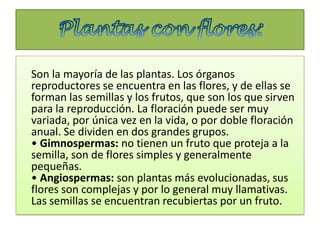 Son la mayoría de las plantas. Los órganos
reproductores se encuentra en las flores, y de ellas se
forman las semillas y los frutos, que son los que sirven
para la reproducción. La floración puede ser muy
variada, por única vez en la vida, o por doble floración
anual. Se dividen en dos grandes grupos.
• Gimnospermas: no tienen un fruto que proteja a la
semilla, son de flores simples y generalmente
pequeñas.
• Angiospermas: son plantas más evolucionadas, sus
flores son complejas y por lo general muy llamativas.
Las semillas se encuentran recubiertas por un fruto.
 