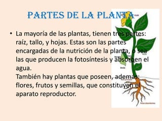 Partes de la planta
• La mayoría de las plantas, tienen tres partes:
  raíz, tallo, y hojas. Estas son las partes
  encargadas de la nutrición de la planta, o sea
  las que producen la fotosíntesis y absorben el
  agua.
  También hay plantas que poseen, además:
  flores, frutos y semillas, que constituyen el
  aparato reproductor.
 