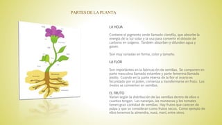LA HOJA
Contiene el pigmento verde llamado clorofila, que absorbe la
energía de la luz solar y la usa para convertir el dióxido de
carbono en oxígeno. También absorben y difunden agua y
gases.
Son muy variadas en forma, color y tamaño.
LA FLOR
Son importantes en la fabricación de semillas. Se componen en
parte masculina llamada estambre y parte femenina llamada
pistilo. Cuando en la parte interna de la flor el ovario es
fecundado por el polen, comienza a transformarse en fruto. Los
óvulos se convierten en semillas.
EL FRUTO
Varían según la distribución de las semillas dentro de ellos o
cuantas tengan. Las naranjas, las manzanas y los tomates
tienen gran cantidad de semillas. Hay frutos que carecen de
pulpa y que se consideran como frutos secos. Como ejemplo de
ellos tenemos la almendra, nuez, maní, entre otros.
PARTES DE LA PLANTA