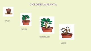 NACER
CRECER
REPRODUCIR
MUERE
CICLO DE LA PLANTA