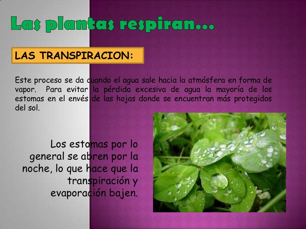 Las plantas respiran juanes y nata