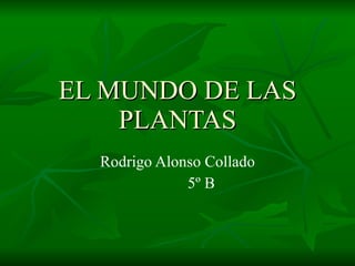 EL MUNDO DE LAS PLANTAS Rodrigo Alonso Collado 5º B  