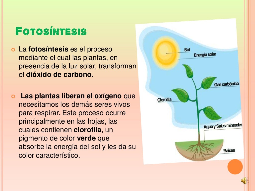 Las planta.