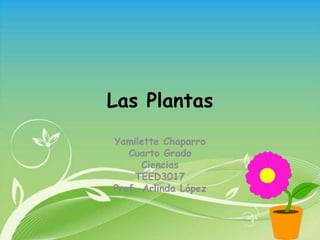 Las Plantas
Yamilette Chaparro
Cuarto Grado
Ciencias
TEED3017
Prof. Arlinda López
 
