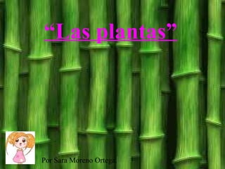 “ Las plantas” Por Sara Moreno Ortega. 