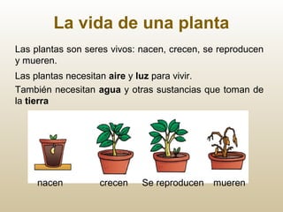 La vida de una planta
Las plantas son seres vivos: nacen, crecen, se reproducen
y mueren.
Las plantas necesitan aire y luz para vivir.
También necesitan agua y otras sustancias que toman de
la tierra
nacen crecen Se reproducen mueren
 