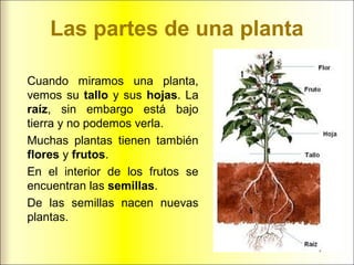 Las partes de una planta
Cuando miramos una planta,
vemos su tallo y sus hojas. La
raíz, sin embargo está bajo
tierra y no podemos verla.
Muchas plantas tienen también
flores y frutos.
En el interior de los frutos se
encuentran las semillas.
De las semillas nacen nuevas
plantas.
 