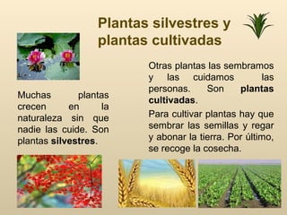Plantas silvestres y
plantas cultivadas
Muchas plantas
crecen en la
naturaleza sin que
nadie las cuide. Son
plantas silvestres.
Otras plantas las sembramos
y las cuidamos las
personas. Son plantas
cultivadas.
Para cultivar plantas hay que
sembrar las semillas y regar
y abonar la tierra. Por último,
se recoge la cosecha.
 