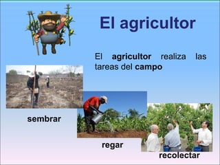 El agricultor
sembrar
regar
recolectar
El agricultor realiza las
tareas del campo
 