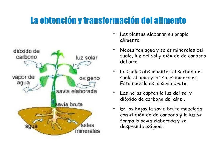 Las plantas son seres vivos