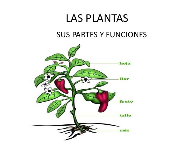 Las partes de una planta en inglés - Imagui