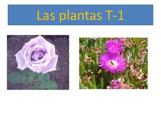 Las plantas T-1 